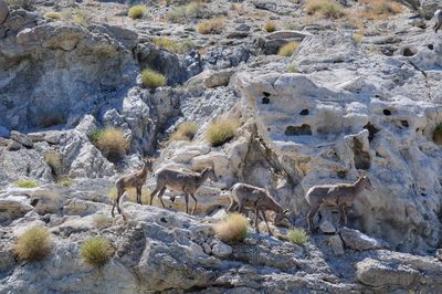 Bighorn sheep family cross over rocky terrain aerial view
