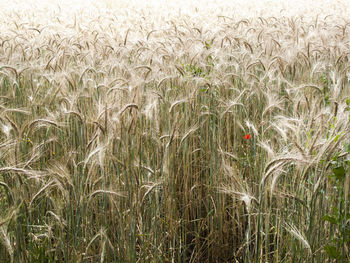 Plants growing on field
