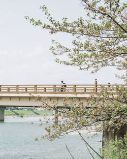 Low angle view of flowering plants by bridge against sky