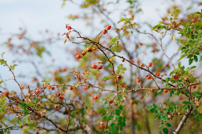 Low angle view of flowering tree against sky