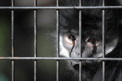 Close-up of monkey in cage