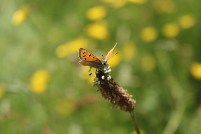 Close-up of butterfly pollinating on flower