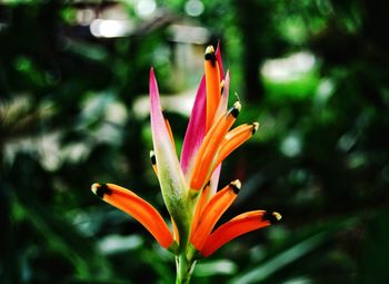 Close-up of flower blooming outdoors