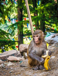 Monkey with banana peel on field