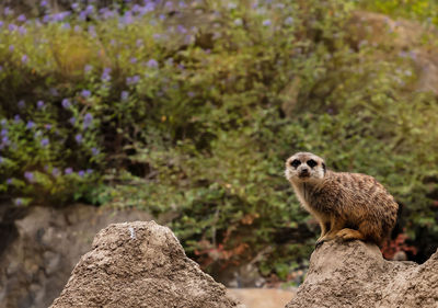 View of sheep sitting on rock