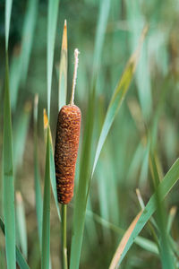 Detail photograph of a reed plant with gras in the back