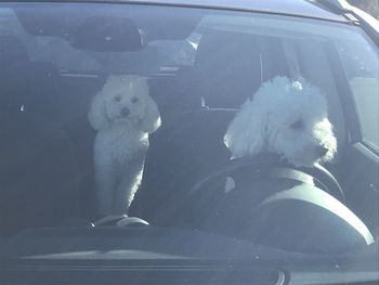 Close-up of jellyfish in car