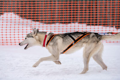 View of a dog on snow