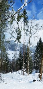 Pine trees on snow covered field against sky