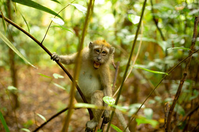 Portrait of a monkey sitting on a tree