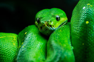Close-up of green snake at zoo