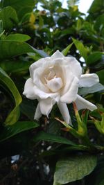 Close-up of white flowers