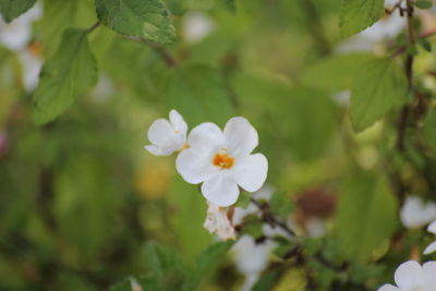 Close-up of white flowering plant