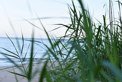 Close-up of grass growing on field against sky