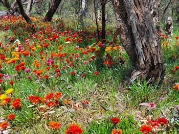 Red flowering plants on field