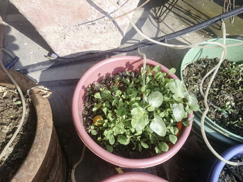 High angle view of potted plants in greenhouse