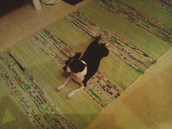 High angle view of dog on landscape