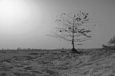 Bare trees on landscape