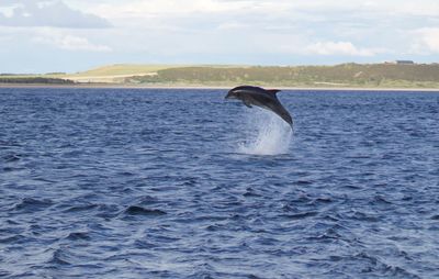 View of horse in sea