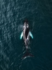 High angle view of man swimming in sea