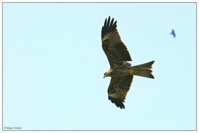 Low angle view of bird flying against clear sky