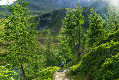 Man walking on road amidst trees in forest