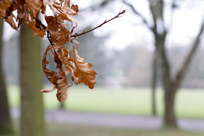 Close-up of twig on branch