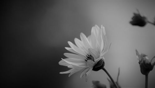 Close-up of white flower blooming outdoors