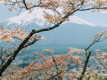 Cherry blossom tree against sky