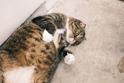 High angle view of tabby kitten