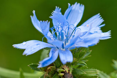 Close-up of blue flower blooming outdoors