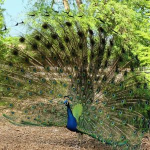 Peacock on a field