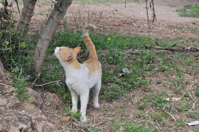 Portrait of a cat standing on field