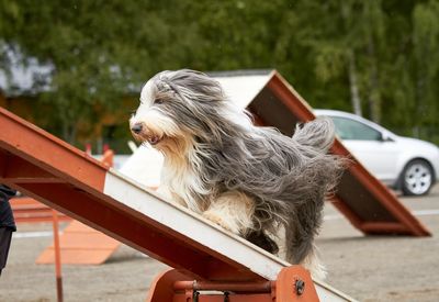 Dog in a car