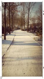 Footpath along bare trees