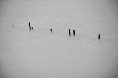 View of birds in lake