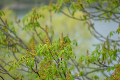 Close-up of leaves on branch