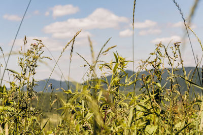 Close-up of crops on field against sky