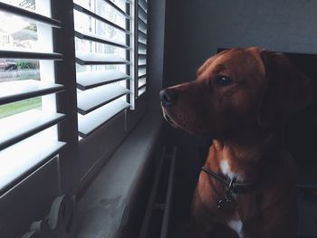 Close-up of dog looking away at home