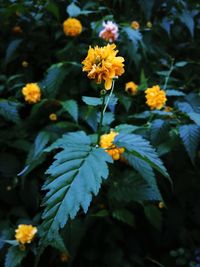 Close-up of yellow flower