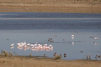 Flamingo taking flight to beter feeding