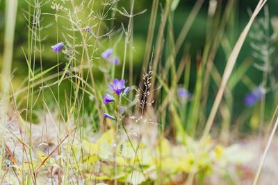 Close-up of purple flowers