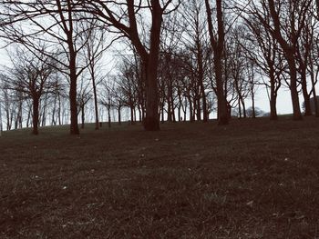 Bare trees on landscape