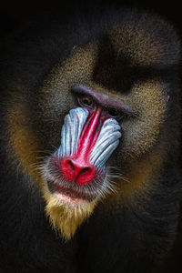 Close-up of mandrill