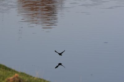 Birds flying over lake