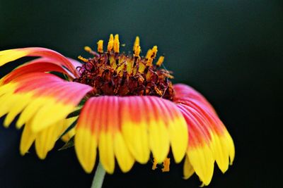 Close-up of yellow flower blooming outdoors