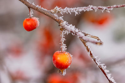 Close-up of christmas tree