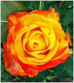 Close-up of red rose