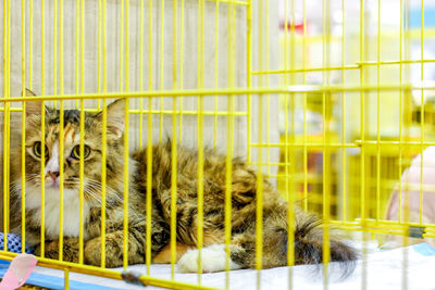 View of cat in cage