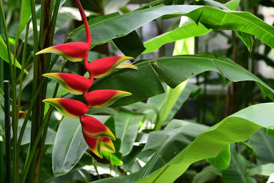 Close-up of red flowering plant